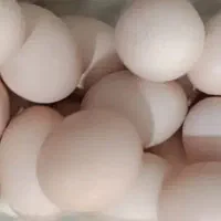 تخم مرغ محلی کاملابهداشتی