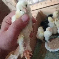 جوجه برهما اصیل