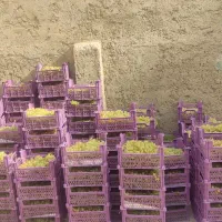 سبد سیر یا انگور