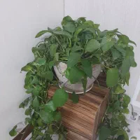 گل پیتوس|گل و گیاه طبیعی|تهران, افسریه شمالی|دیوار