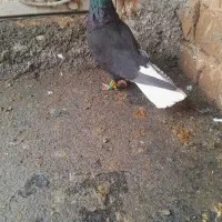 دم سفید کرمونی
