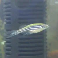 ماهی زبرا شکم پر مولد