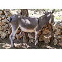ماده خر با هولیش وخر نر جوون