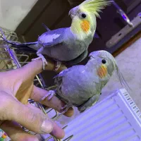 عروس هلندی تخم گذار