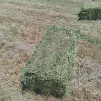 پرس یونجه