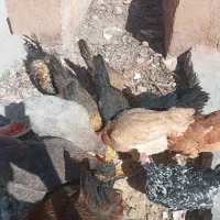 چند عدد مرغ رسمی اصلی جوان تخم گذار