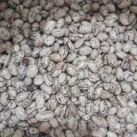فروش لوبیا چیتی ،قرمز و سفید