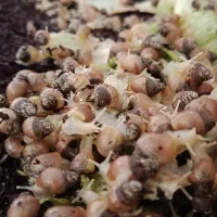 حلزون آچاتینا