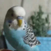 مرغ عشق در حال سخن گو شدن
