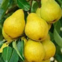 نهالهای درشت دسته بیل به بالافلکه فرودگاه