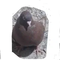 سرخ ابادانی