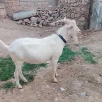 نربزسانن