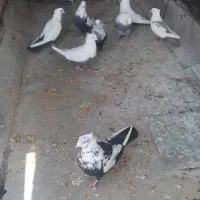 کبوتر