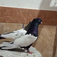 کبوتر جفت سینه ای
