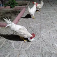 خروس