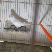 مرغ عشق