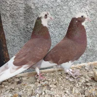 کبوتر کبوترشازده سرخ