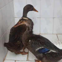 اردک