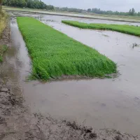 توم هاشمی گرم