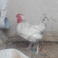 خروس مینیاتور