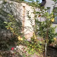 252متر ویلایی /دوکله /بلوار سازمان آب