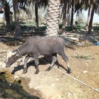 گاومیش نر