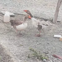 غاز