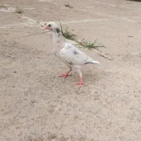 گمشده