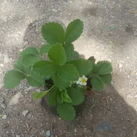 نشاء توت فرنگی