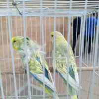 یک جفت مرغ عشق  اسپانگل رنگین کمانی