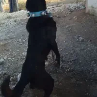 نگهبان سفت