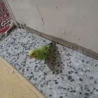 رامشیر‌خیابانه‌بنی‌عسر