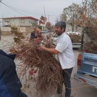 نهالستان تخصصی ضامن