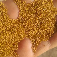 بذر یونجه