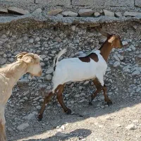 سه عدد تیشتر