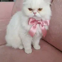 گربه را واگذار میکنم