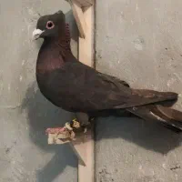 کبوتر 5گمشده سرخ لاکی