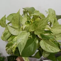 گل های طبیعی زیبا