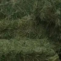 فروش عمده سویا یونجه جو گندم کاه ذرت