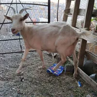 بز سانن اصل سه قلو زا. شیری