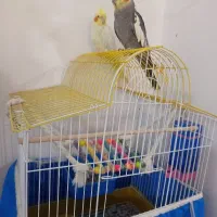 دوتا عروس هلندی