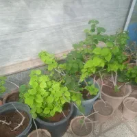 گل کاغذی