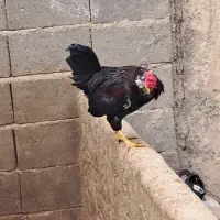 خروس جوان گلین اصل تاج سلطنتی ماشالله