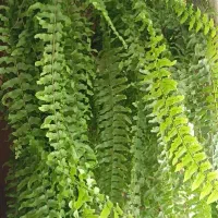 گل سرخس