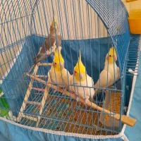 فروش جفت های مولد کار داده