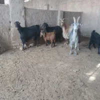 بز. بزغاله