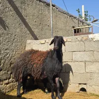 بره قوچ اصیل قره قزل