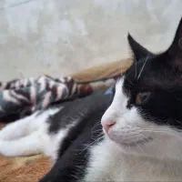 واگذاری گربه