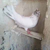 کبوتر