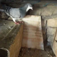 کبوتر ماده اماده
